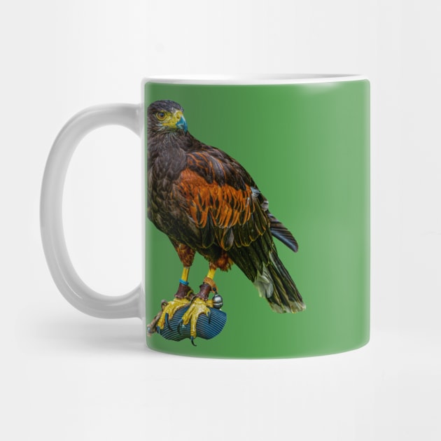 Harris Hawk by dalyndigaital2@gmail.com